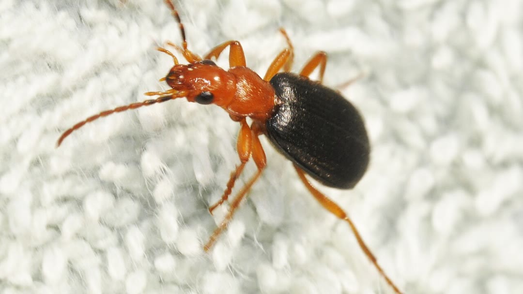 When attacked, the bombardier beetle mixes two chemicals in an internal chamber to fire a pulsing, near-boiling defensive jet from its rear.