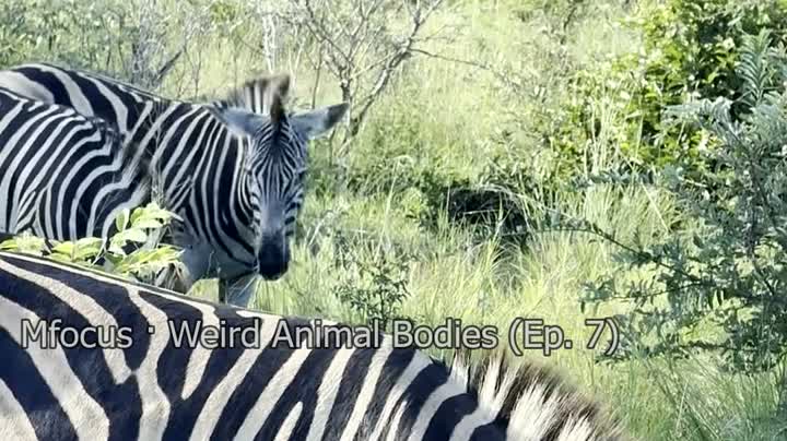Why Do Zebras Have Stripes?